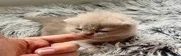 British Longhair cats for sale: LAST ONE! HEALTH TESTED LILAC BRITISH LONGHAIR - Advert 35
