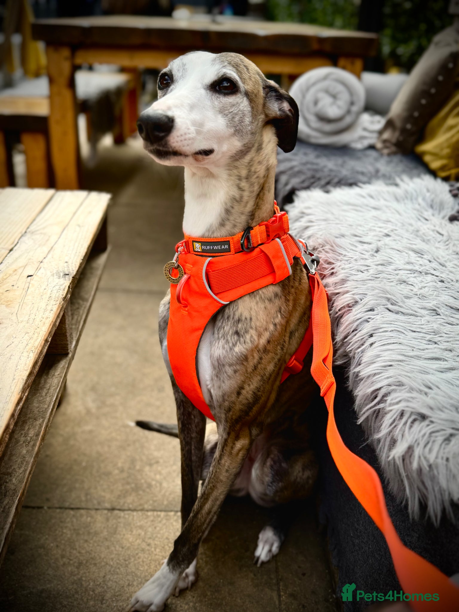Whippet dogs Fly needs a new family  - Advert 3