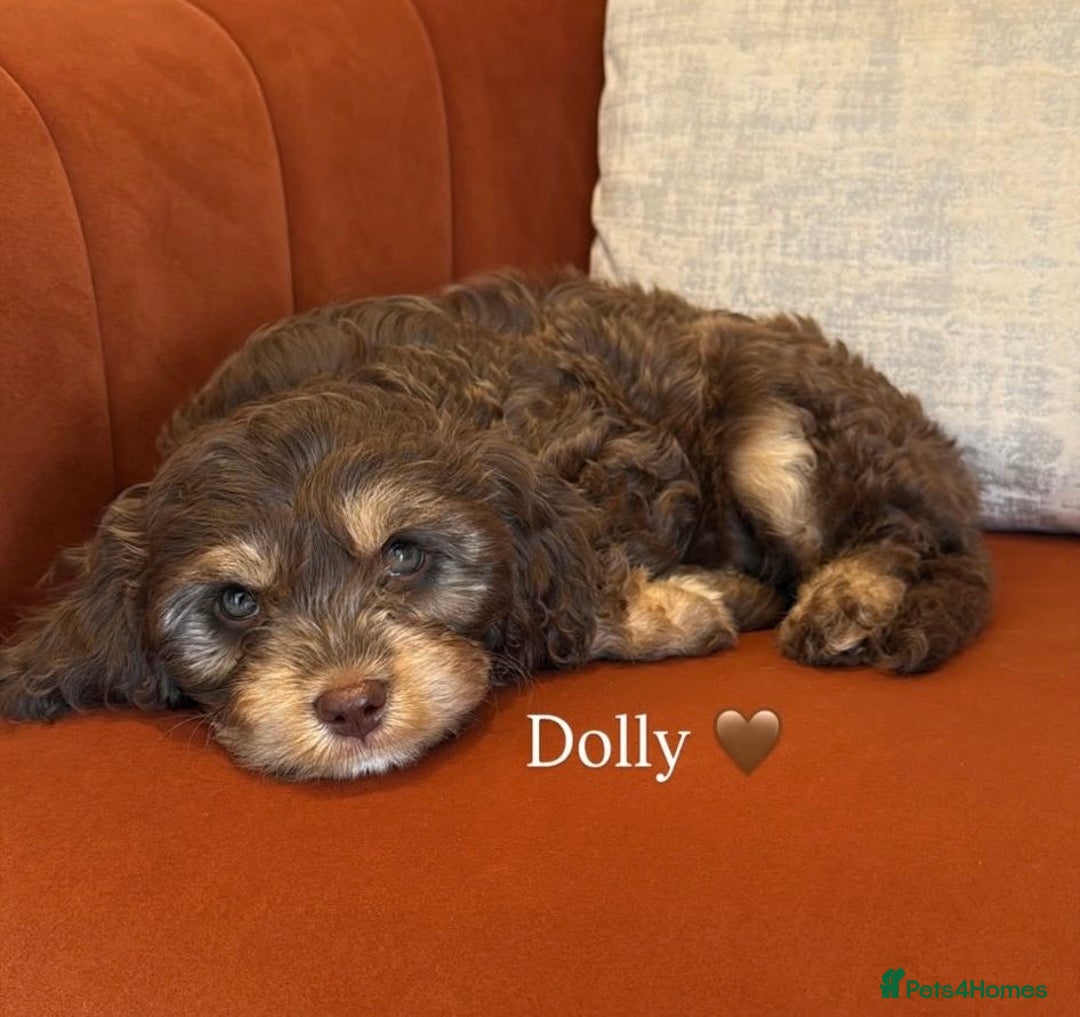 Cavapoo dogs for sale: F1 Cavapoo Pups Due Soon! 🍫Chocolate Carriers🍫  - Image 9
