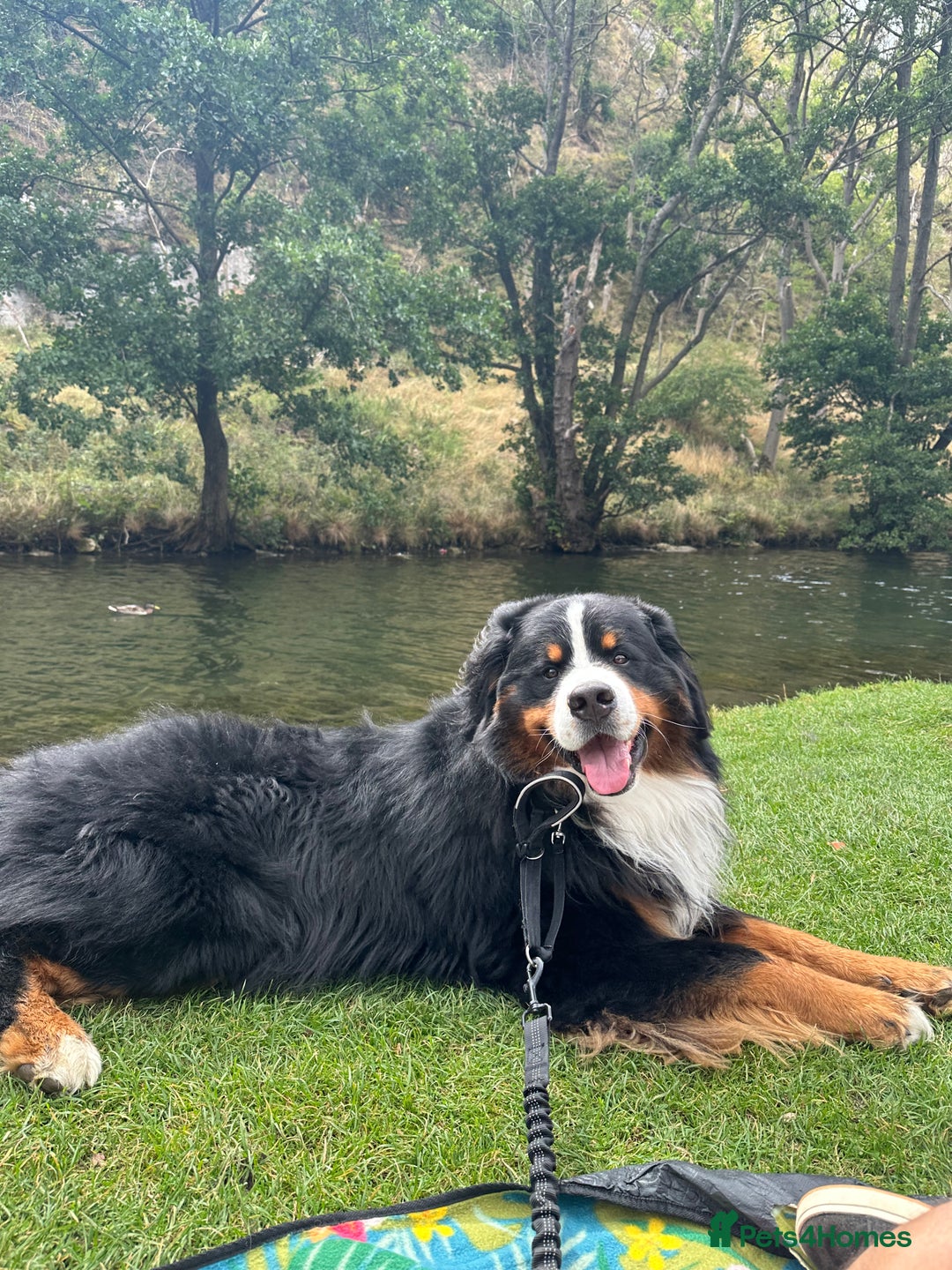 Bernese Mountain Dog dogs for stud: Handsome KC-Registered Bernese Mountain Dog  - Advert 12