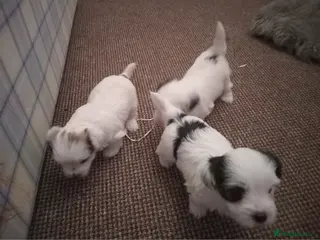 Bichon Frise dogs for sale - Advert 3