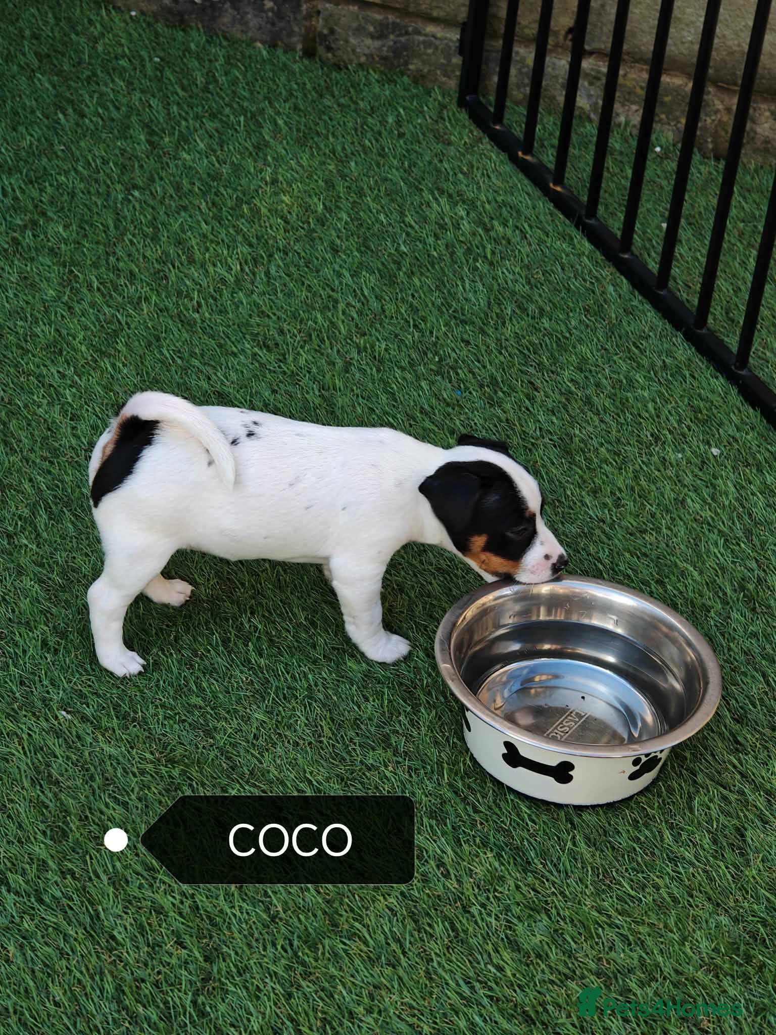 Jack Russell dogs BEAUTIFUL JACK RUSSELL PUPPIES AVAILABLE - Advert 2