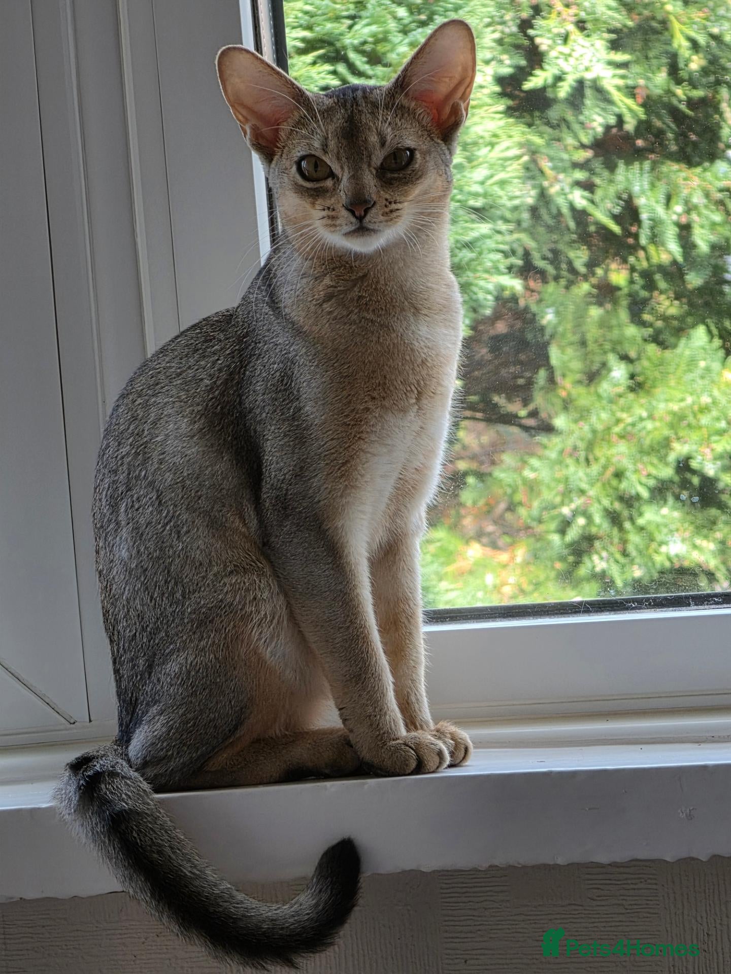 Abyssinian cats Silver black girl - Advert 3