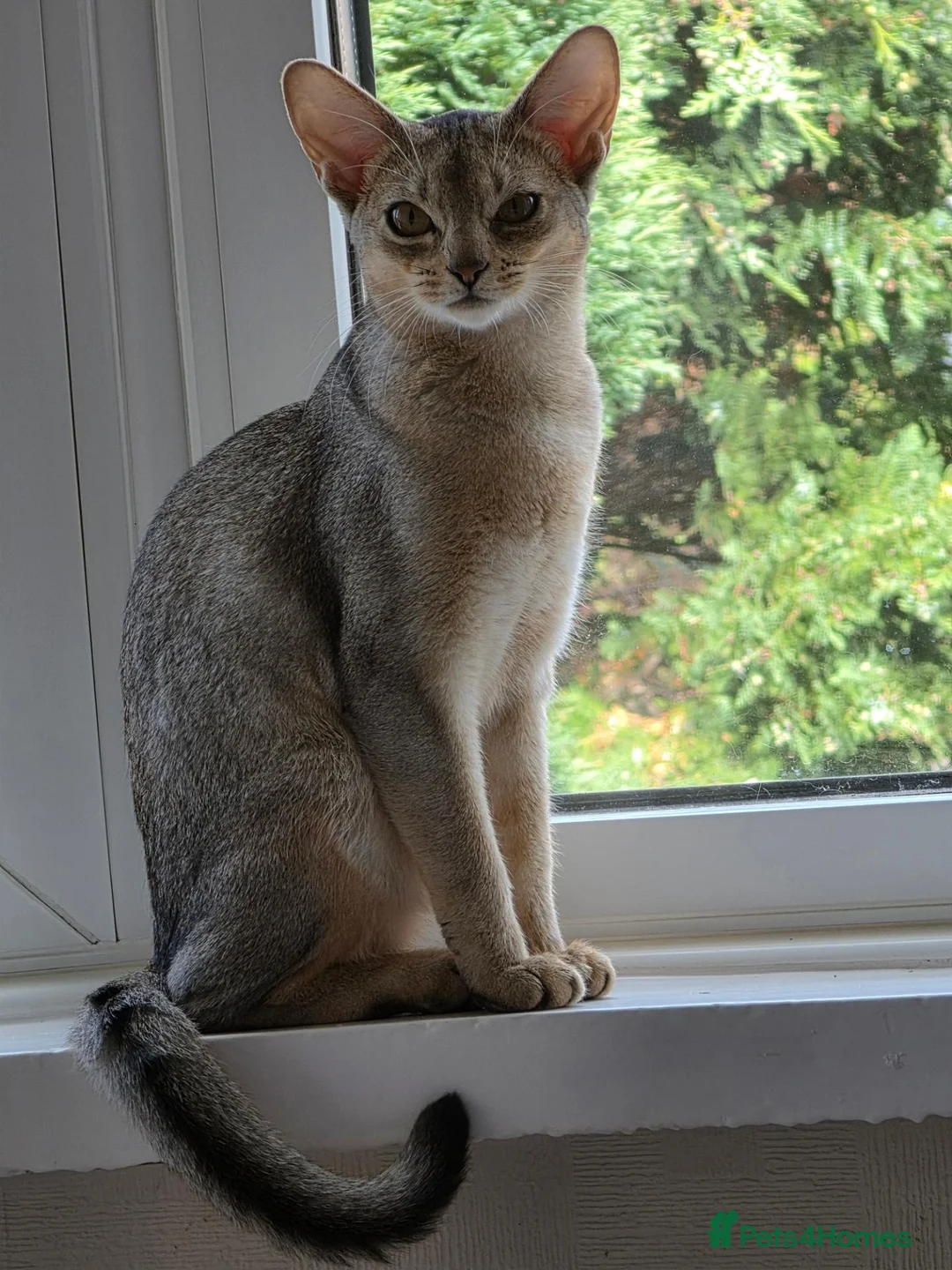Abyssinian cats for sale: Silver black girl - Advert 1