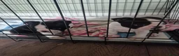 Boston Terrier dogs for sale: X2 Stunning Male Boston Terrier Puppies  in Newcastle upon Tyne - Advert 14