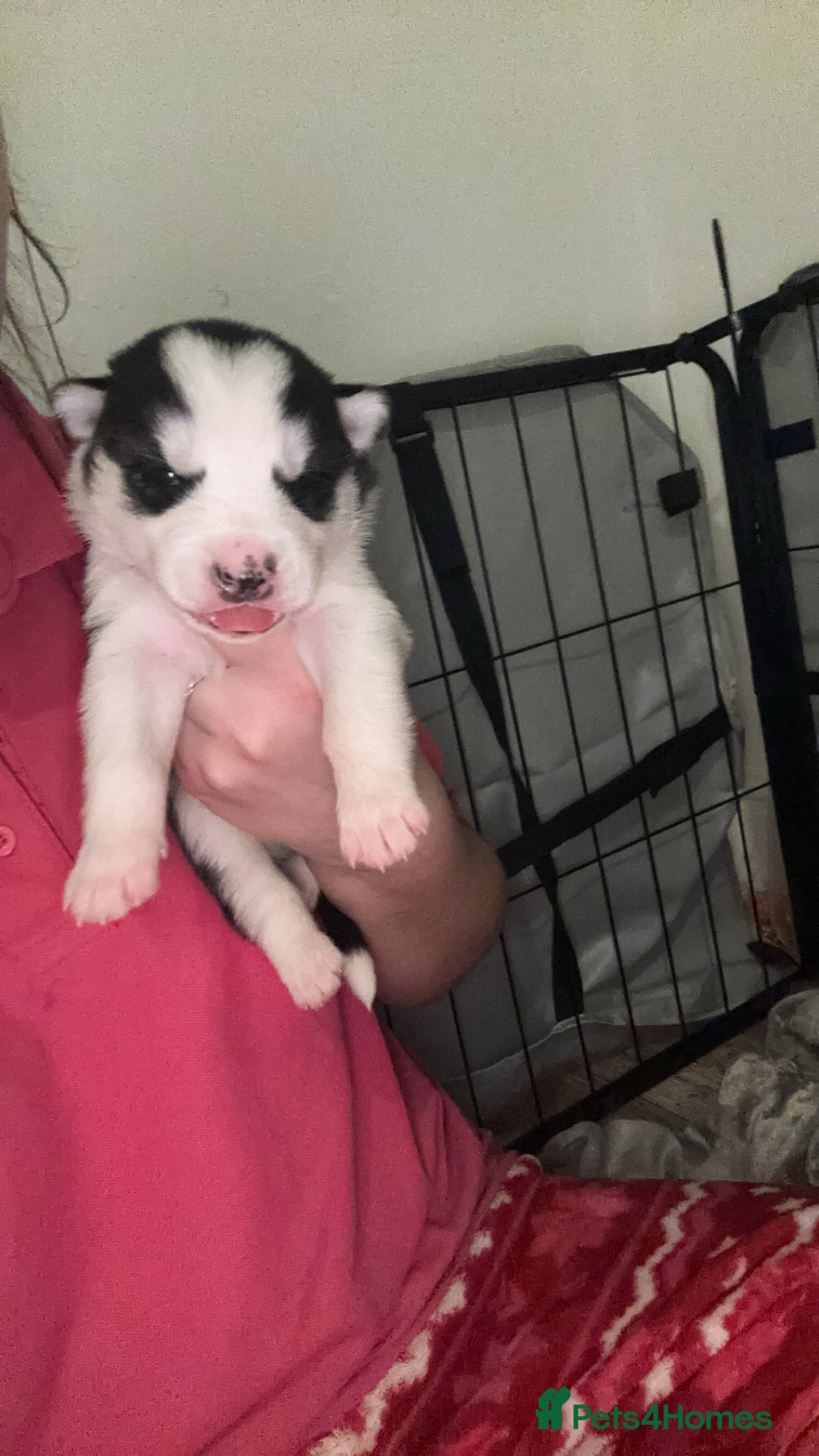 Siberian Husky dogs for sale: 6 Beautiful Siberian Husky’s ❤️ - Advert 27