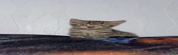 Bengal cats for sale: Bengal x kittens x3 males  - Advert 2