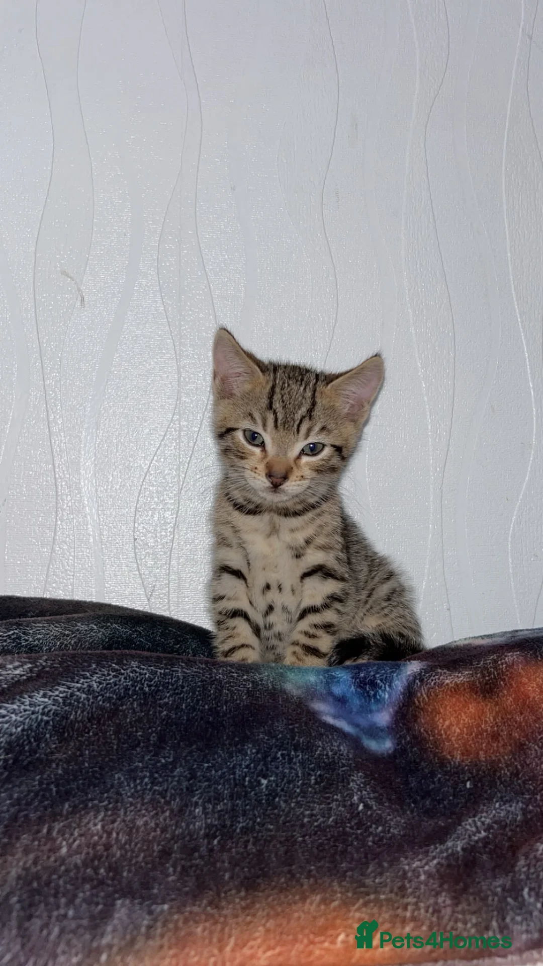 Bengal cats for sale: Bengal x kittens x3 males  - Advert 2