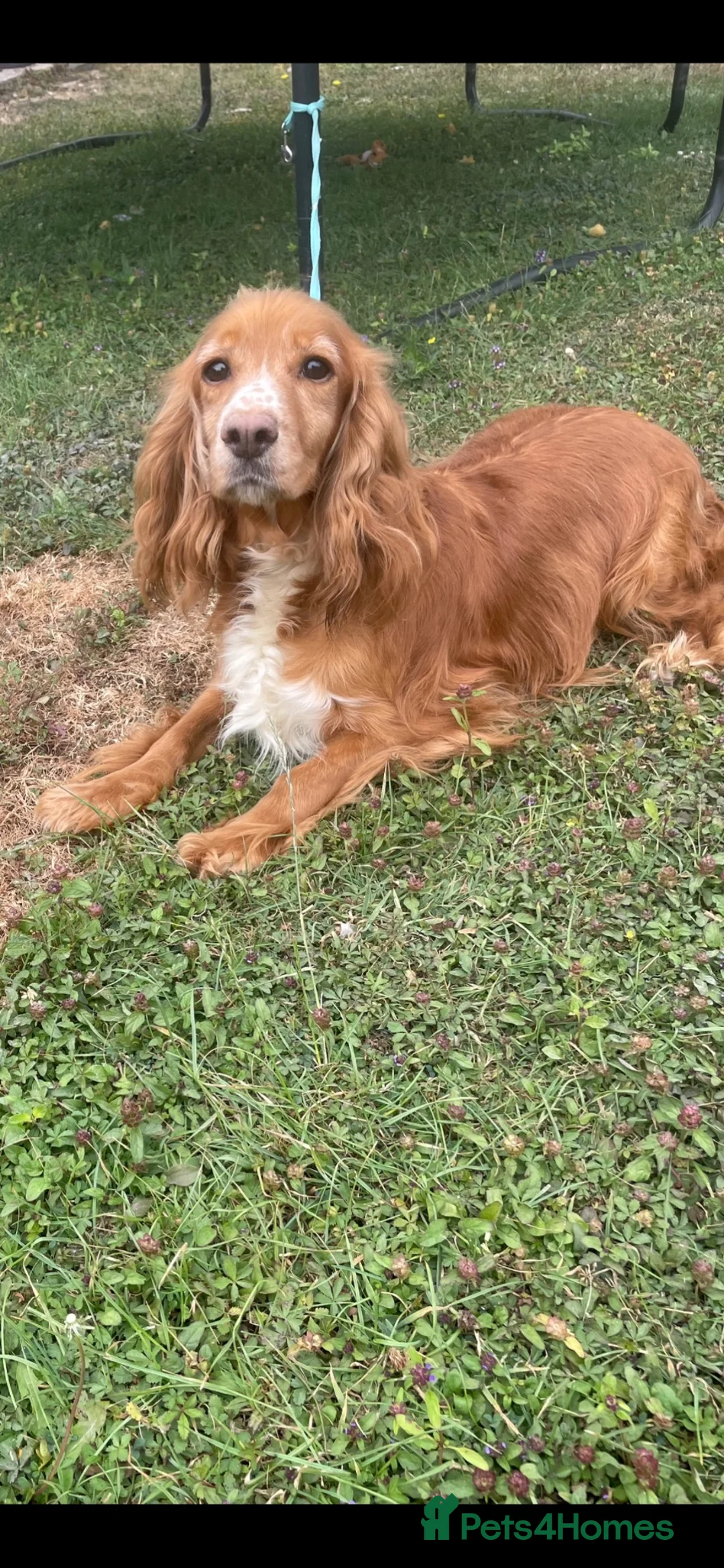 Cocker Spaniel dogs for sale: COCKER SPANIEL PUPS - Advert 11