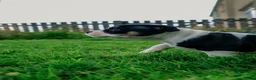 American Bully dogs for sale: RemiXzorro breeding  - Advert 4