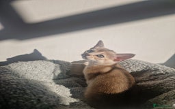 Abyssinian cats for sale: GCCF registered beautiful Abyssinian kittens - Image 6