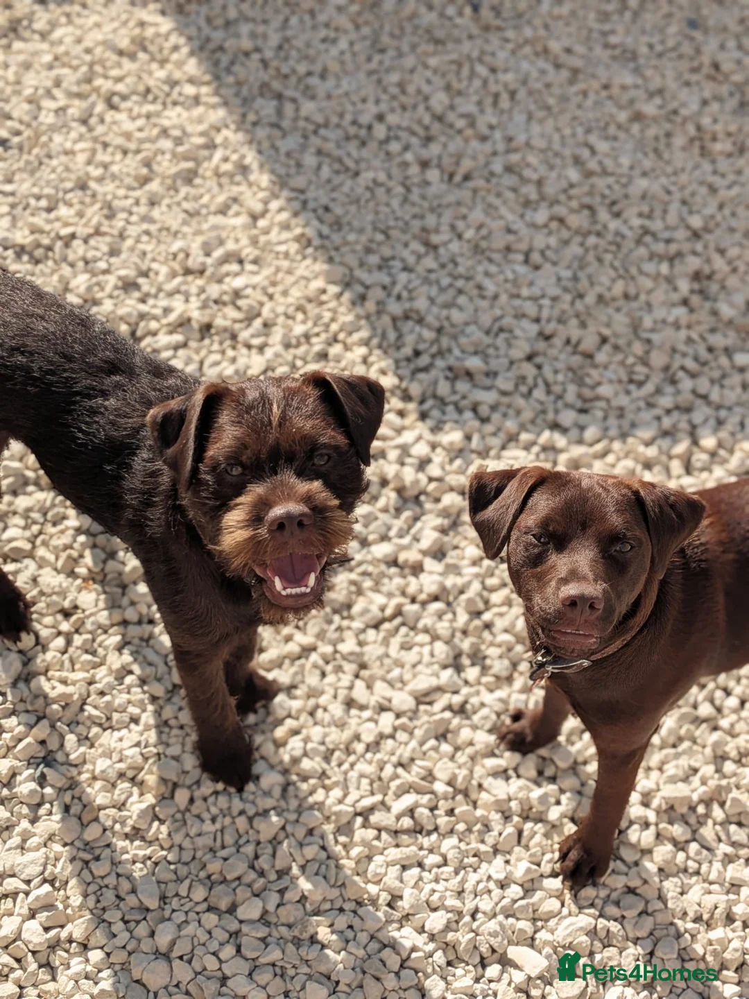 Patterdale Terrier dogs for sale: Patterdales for Rehoming  - Advert 3