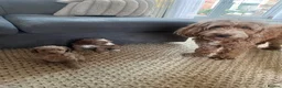 Cockapoo dogs for sale: Beautiful playful F1b cockapoos  - Advert 11
