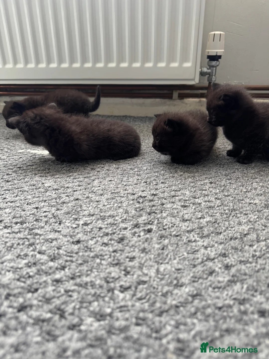 Mixed Breed cats for sale: Little kittens  - Advert 2