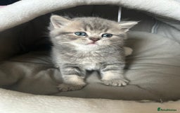 Scottish Fold cats for sale: Pure breed SCOTTISH FOLD - Image 6