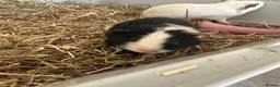 Guinea Pig rodents for sale: 2 female guinea pigs to be sold as a pair  in Sittingbourne - Advert 6