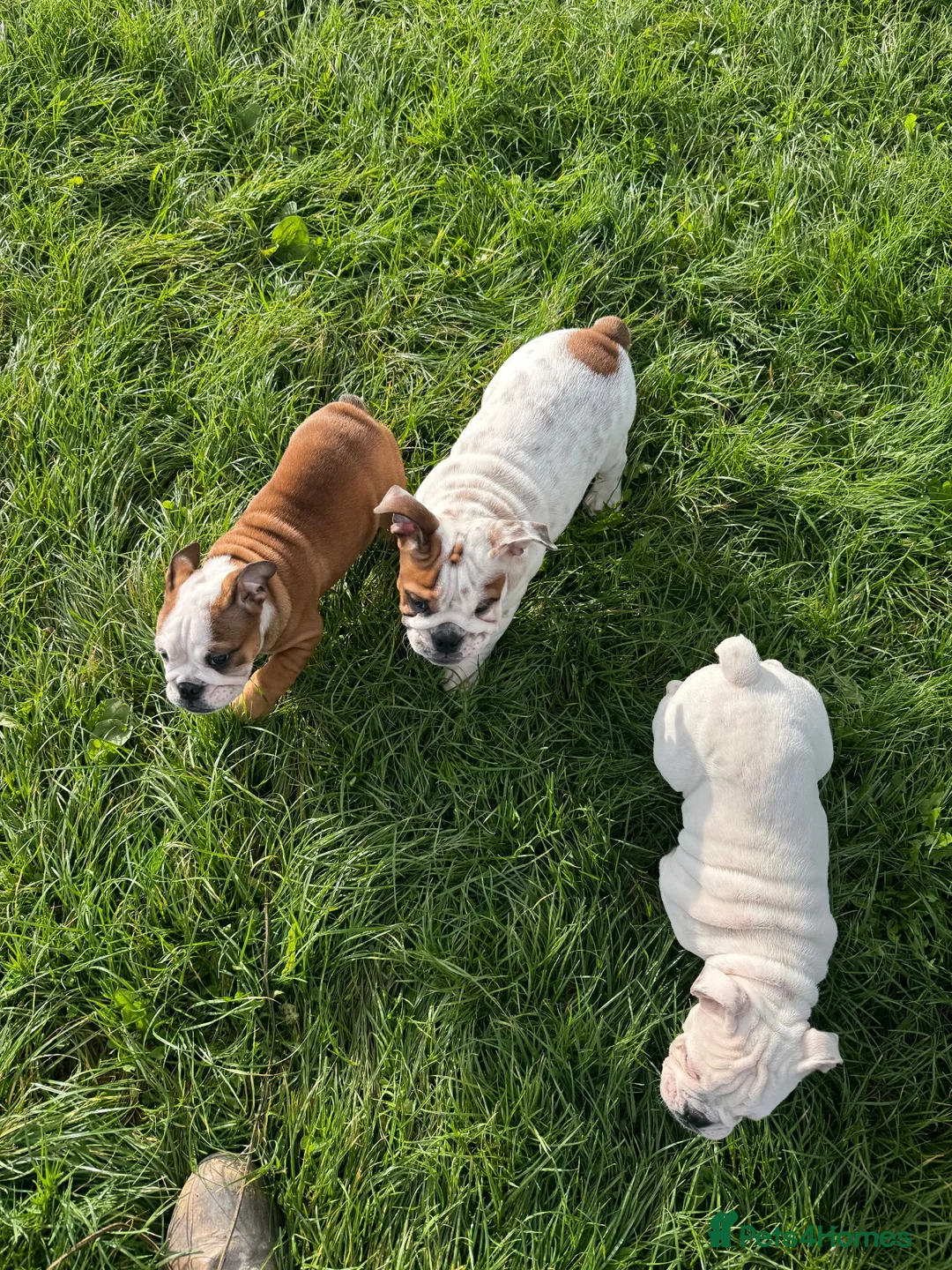 English Bulldog dogs for sale: English Bulldog Puppies  - Advert 2