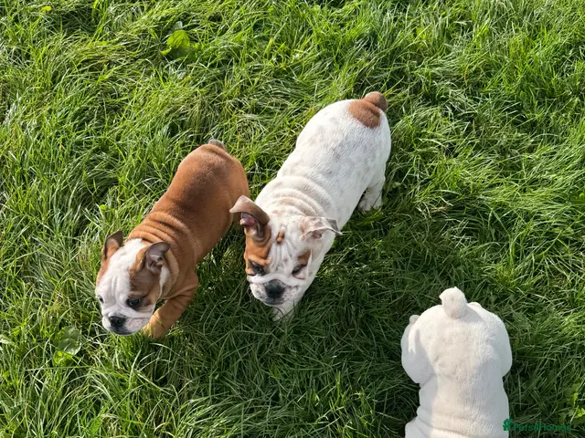 English Bulldog dogs English Bulldog Puppies - Advert 2