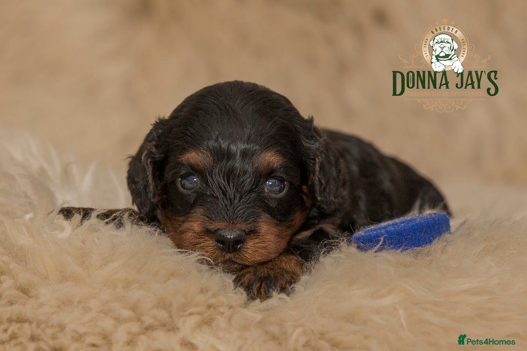 Cavapoo dogs for sale: DonnaJay’sCelebrityK9s EXCELLENT Trustpilot,Google - Advert 5