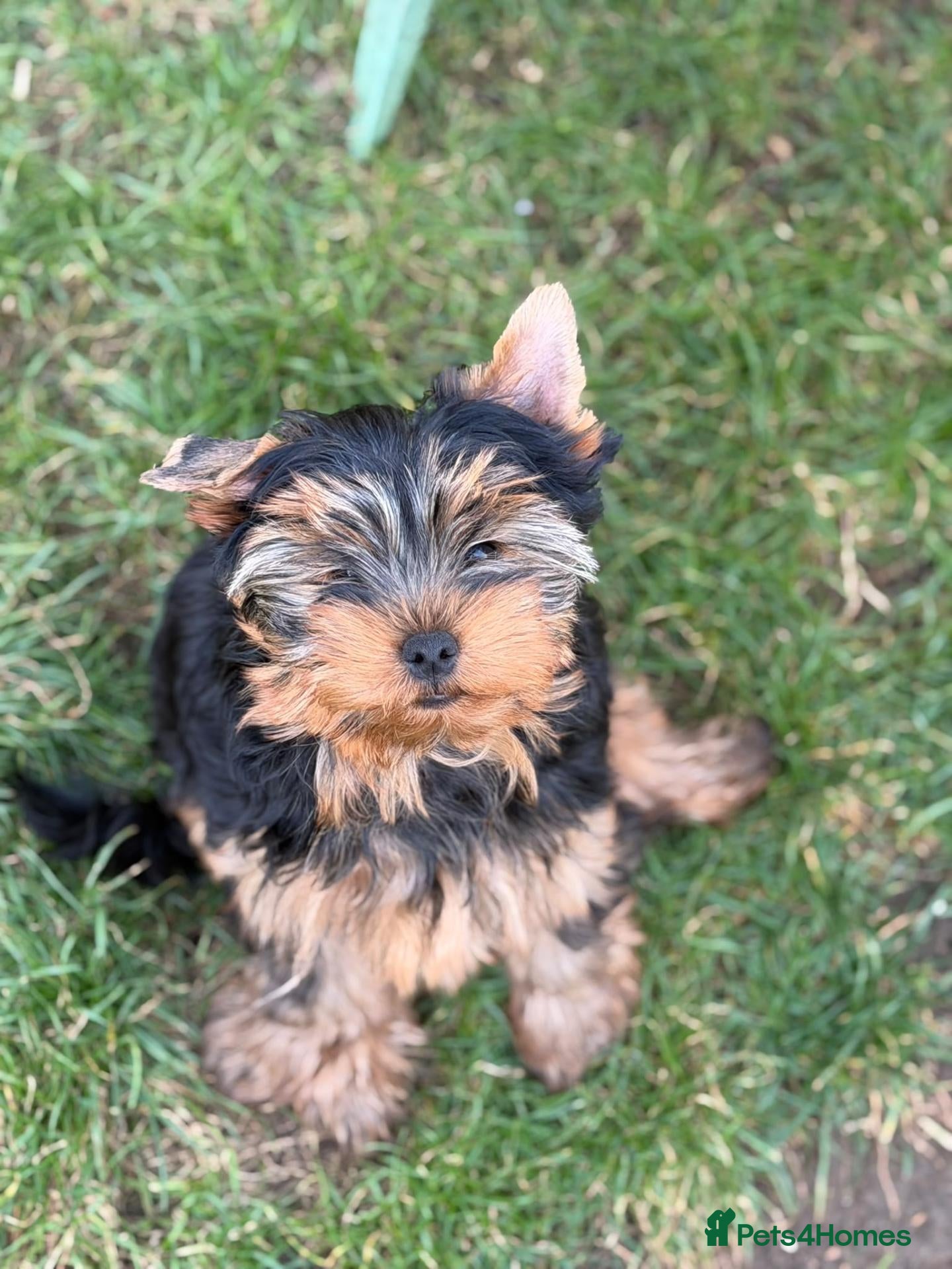 Yorkshire Terrier dogs DWKC 3 Yorkshire Terrier Boys ,Show KC Winner Dad - Advert 7