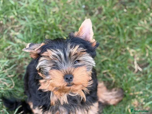 Yorkshire Terrier dogs for sale: DWKC 4 Yorkshire Terrier Boys - Advert 12