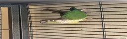 Conures birds for sale: Pair of conures for sale - Advert 6