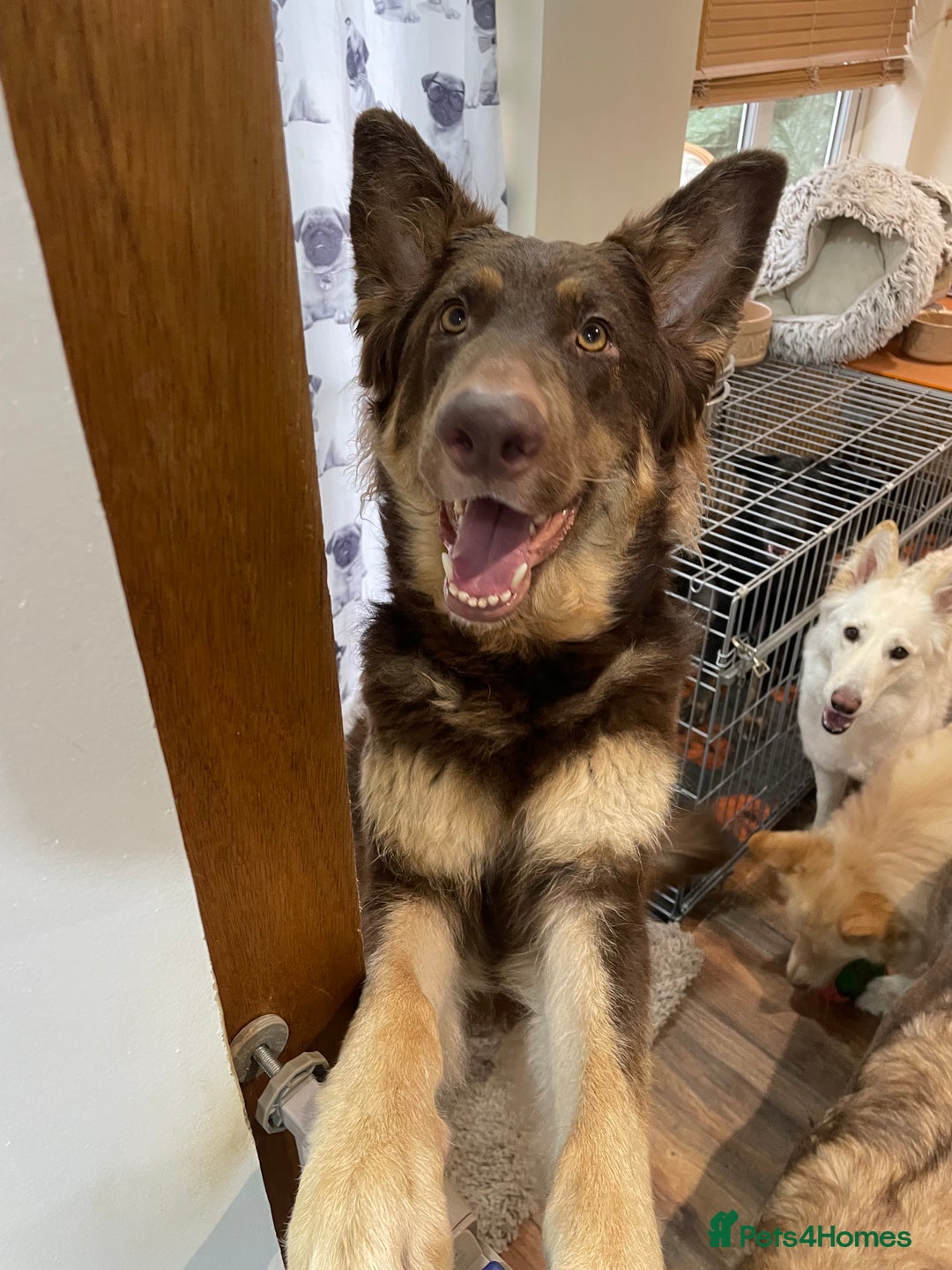 German Shepherd dogs for sale: German Shepherd rare colour pups available  - Image 10