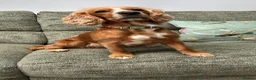 Cocker Spaniel dogs for sale: Litter of Kennel Club working Cocker Spaniels - Advert 5