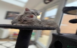 British Shorthair cats for sale: GCCF BSH Chinchilla Rare, Beautiful Kittens - Image 37