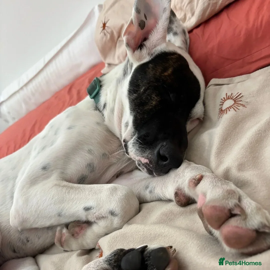 Mixed Breed dogs for adoption: Pika (Shepherd/Staffie mix) - Image 8
