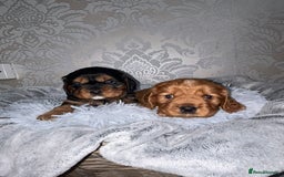 Mixed Breed dogs for sale: Beautiful F1b cockalier puppies  - Image 1