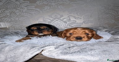 Mixed Breed dogs - Advert 10