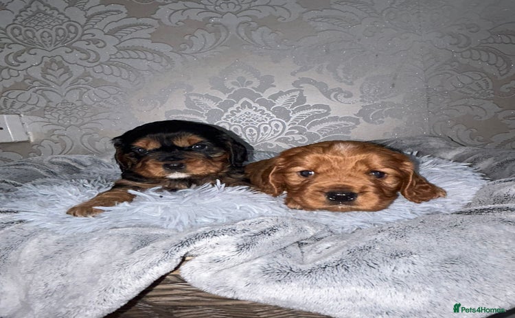 Mixed Breed dogs - Advert 4