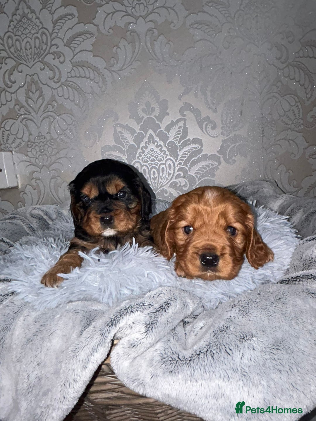 Mixed Breed dogs for sale: Beautiful F1b cockalier puppies  - Image 1