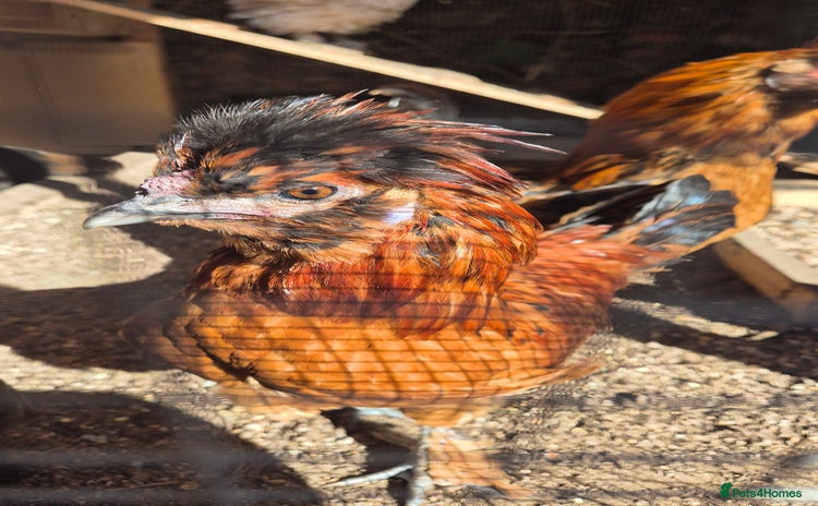 Chickens poultry - Advert 1