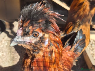 Chickens poultry - Advert 10