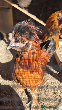Chickens poultry - Advert 8