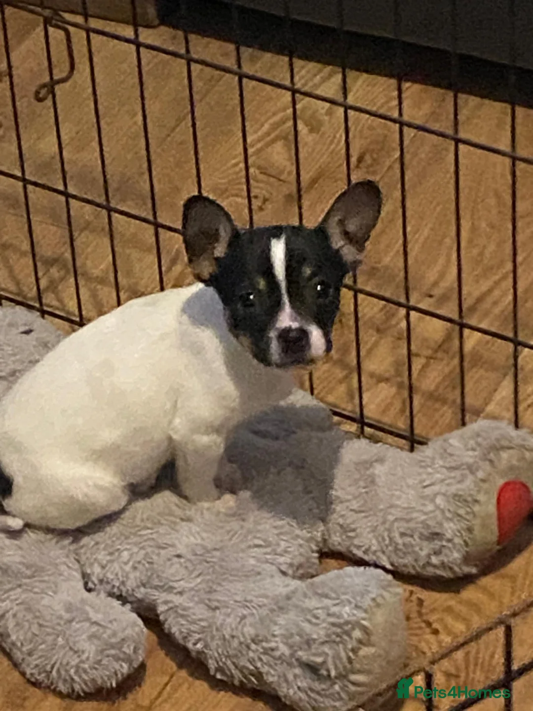 Mixed Breed dogs for sale: 3 beautiful pups - Advert 2