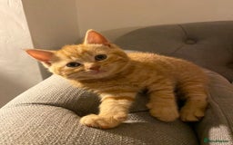 Domestic Shorthair cats for sale: Healthy full ginger female girl kittens  - Image 2