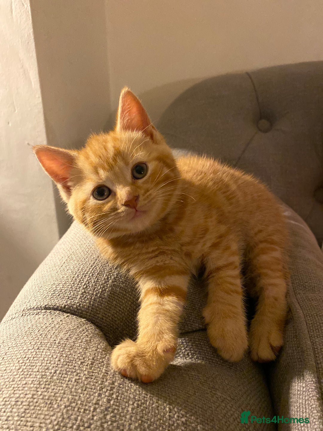 Domestic Shorthair cats for sale: Healthy full ginger female girl kittens  - Image 2