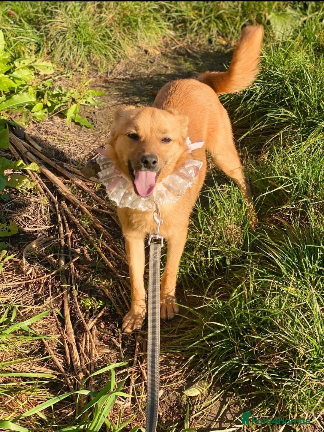 Mixed Breed dogs for adoption: 💖🐶 PENNY 🐶💖 - Advert 7