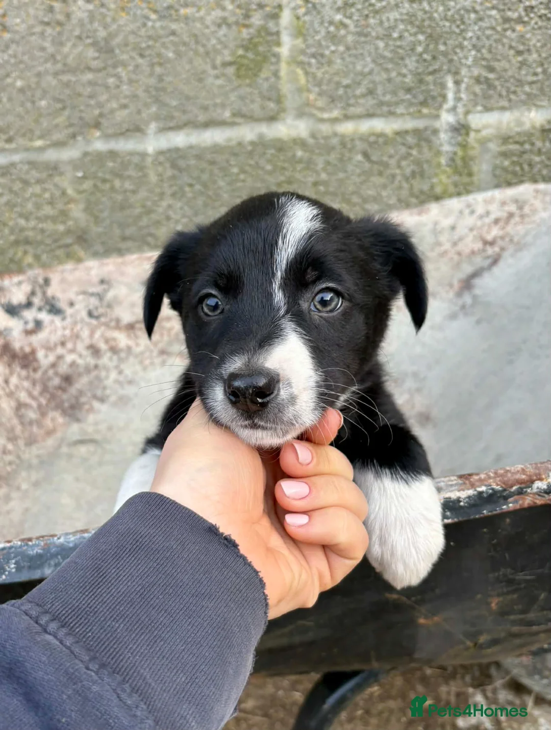 Mixed Breed dogs for sale: Welsh farm Collie X huntaway Pups in Llandrindod Wells - Advert 2