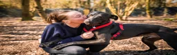 Mixed Breed dogs for adoption: Captain - Advert 1
