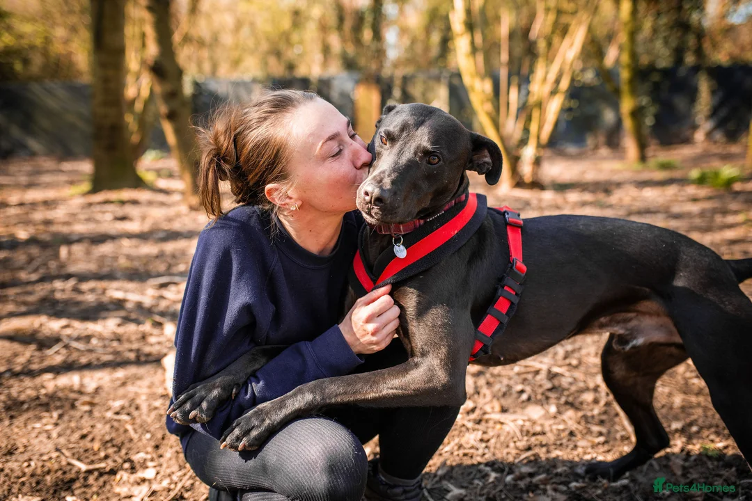 Mixed Breed dogs for adoption: Captain - Advert 1