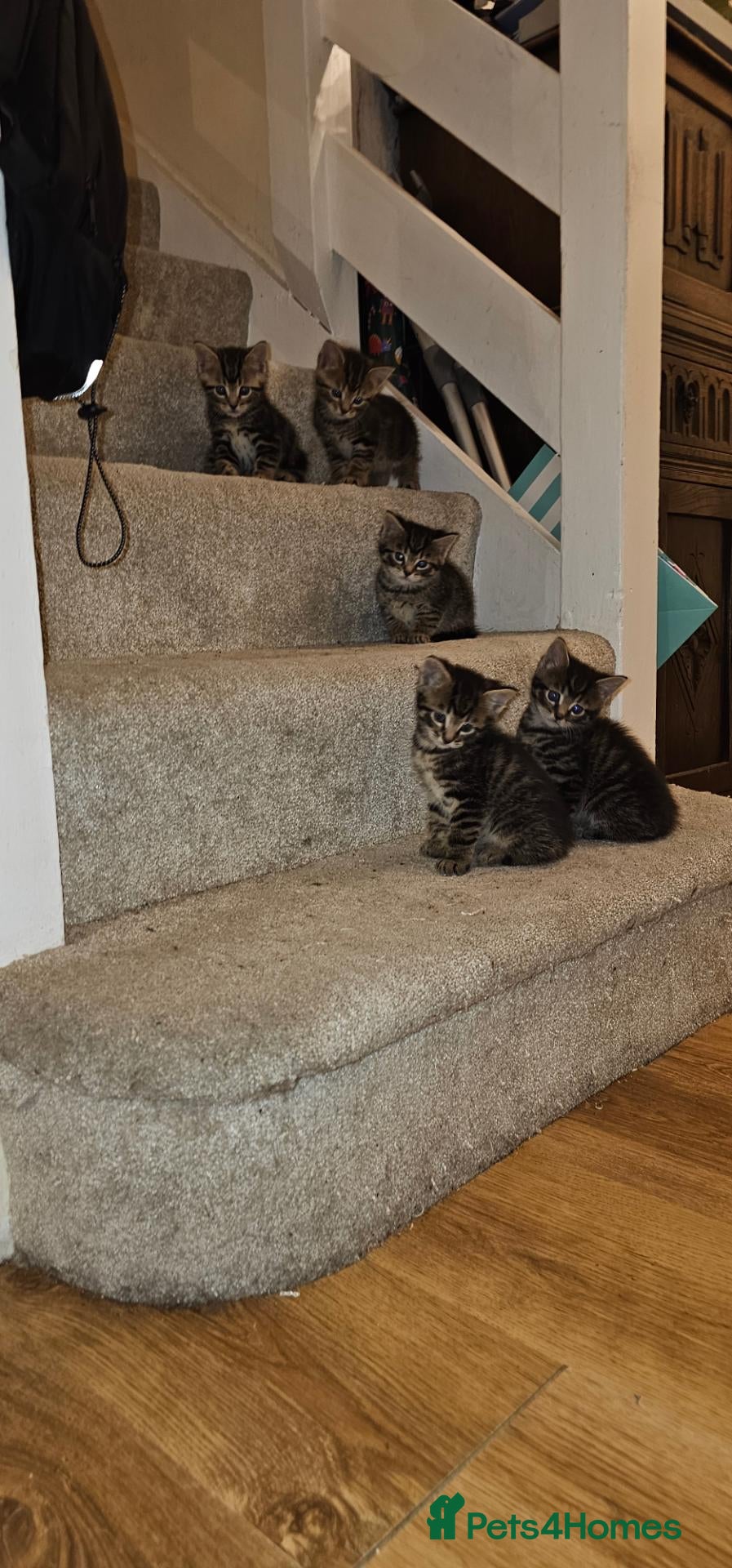 British Shorthair cats 5 male tabby kittens  - Advert 4