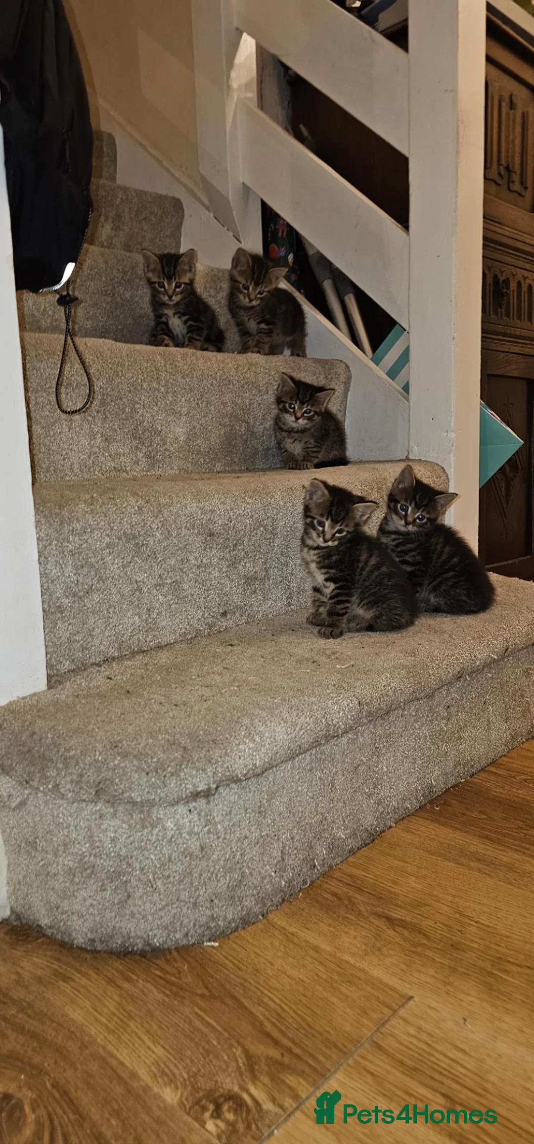 British Shorthair cats for sale: 5 male tabby kittens  - Advert 1