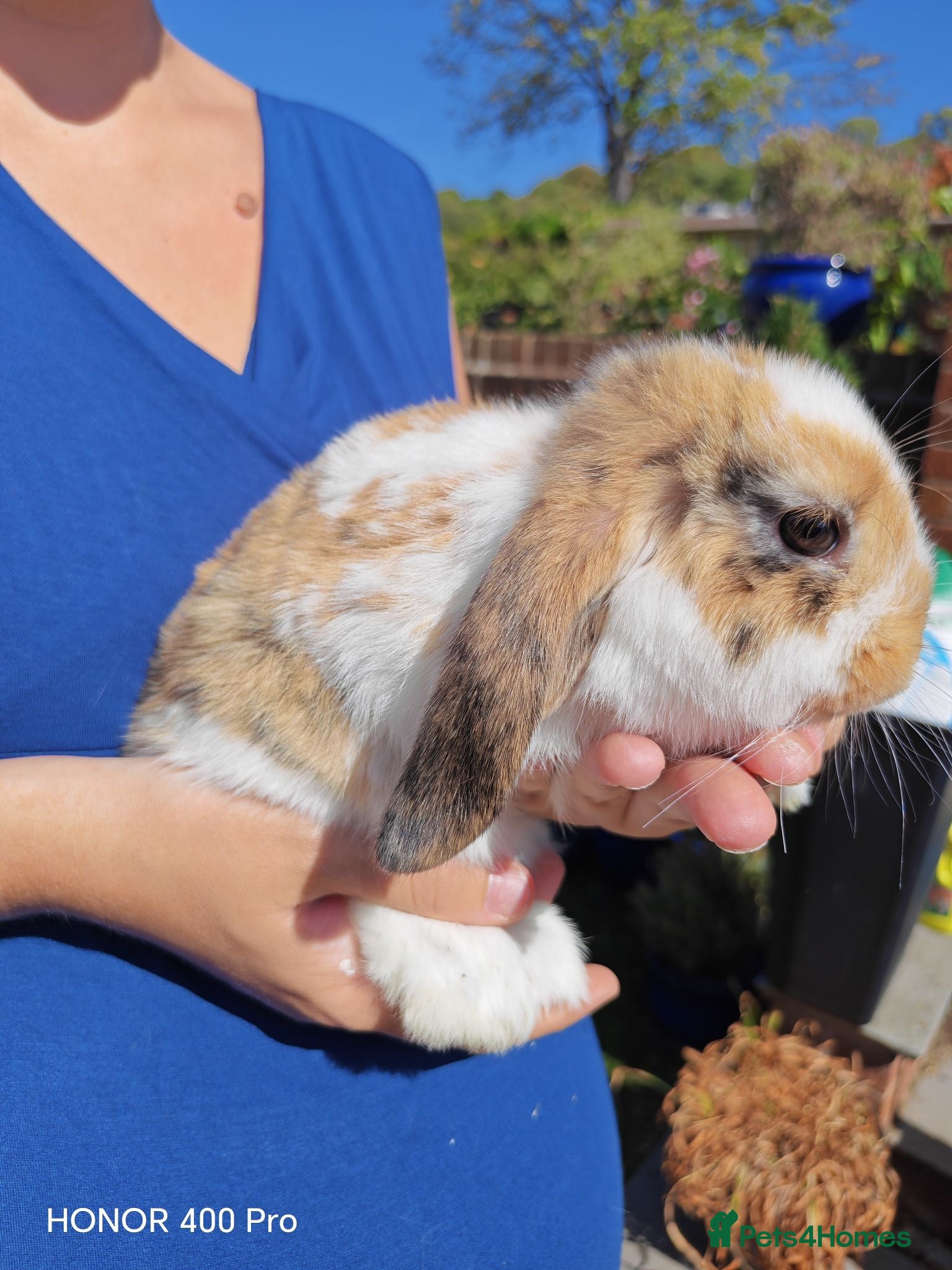 Mini Lop rabbits Pure Bred Mini Lop - Advert 1