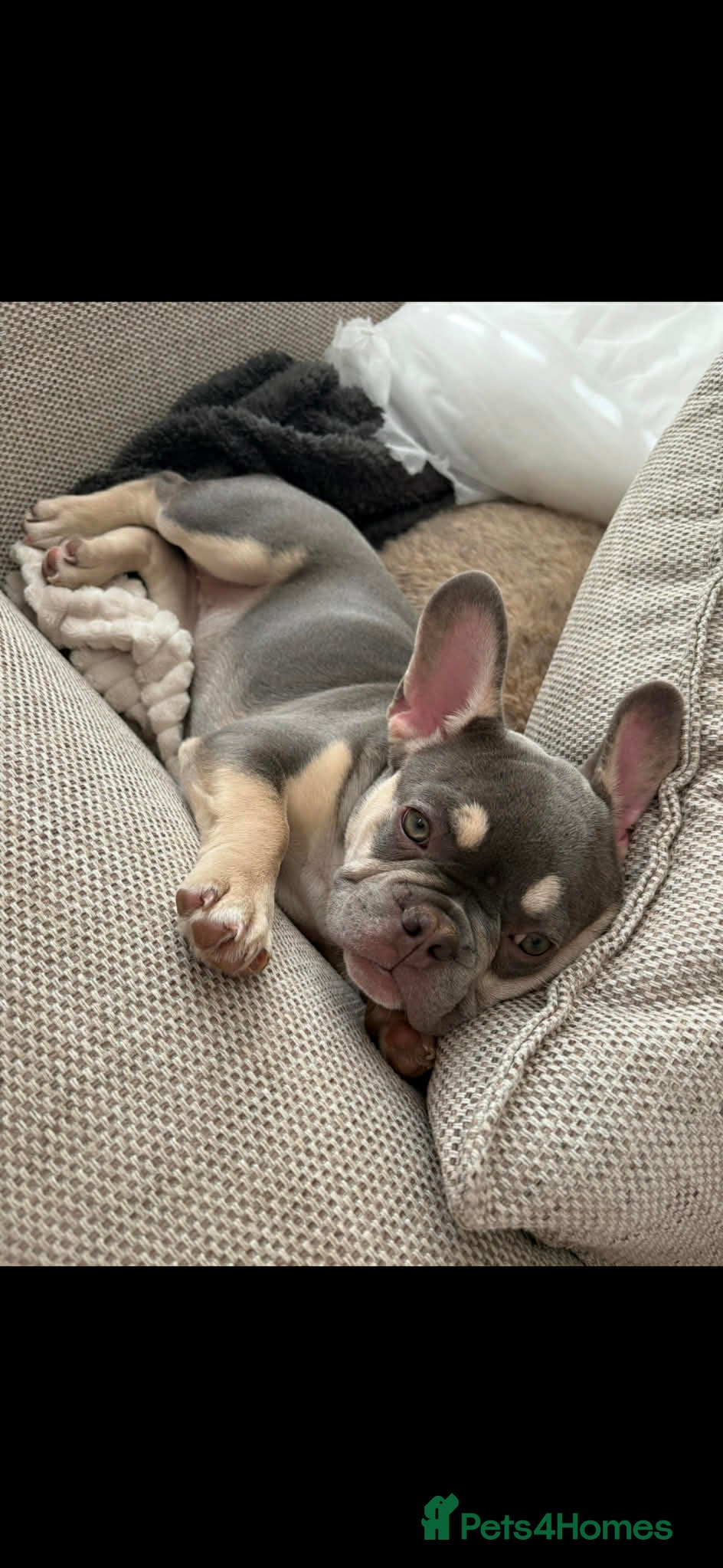 French Bulldog dogs Frenchie Winnie needs a loving home - Advert 1