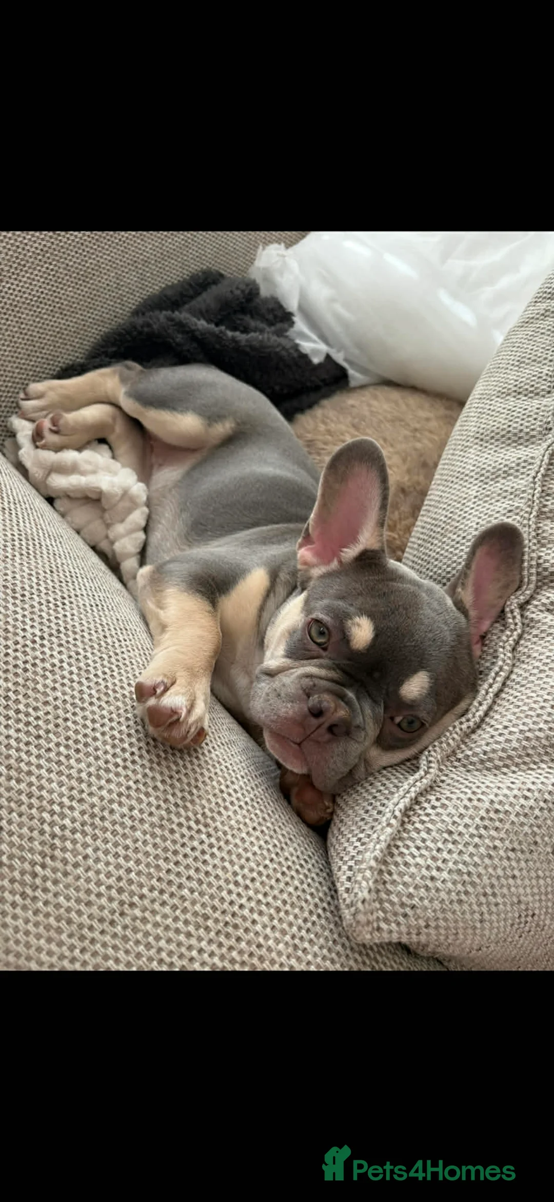 French Bulldog dogs for sale: Frenchie Winnie needs a loving home - Advert 1