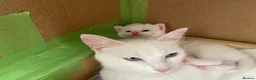 Mixed Breed cats for sale: Gorgeous white female kitten in Norwich - Advert 6